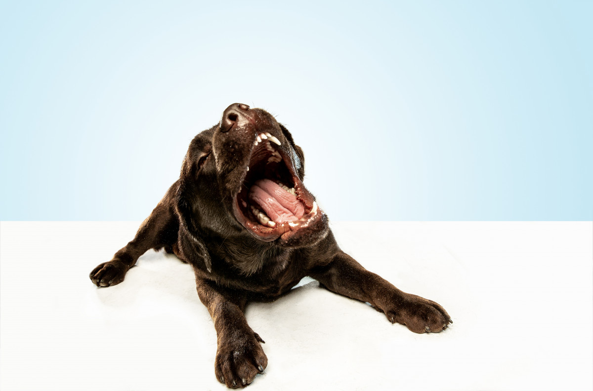 Tired After Good Walk Chocolate Labrador Retriever Dog Sits Yawn