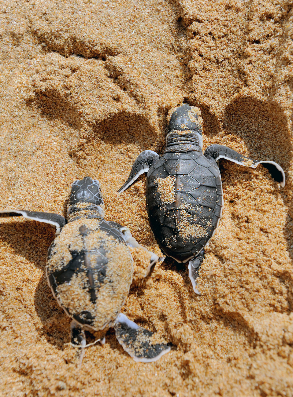 TORTUGAS