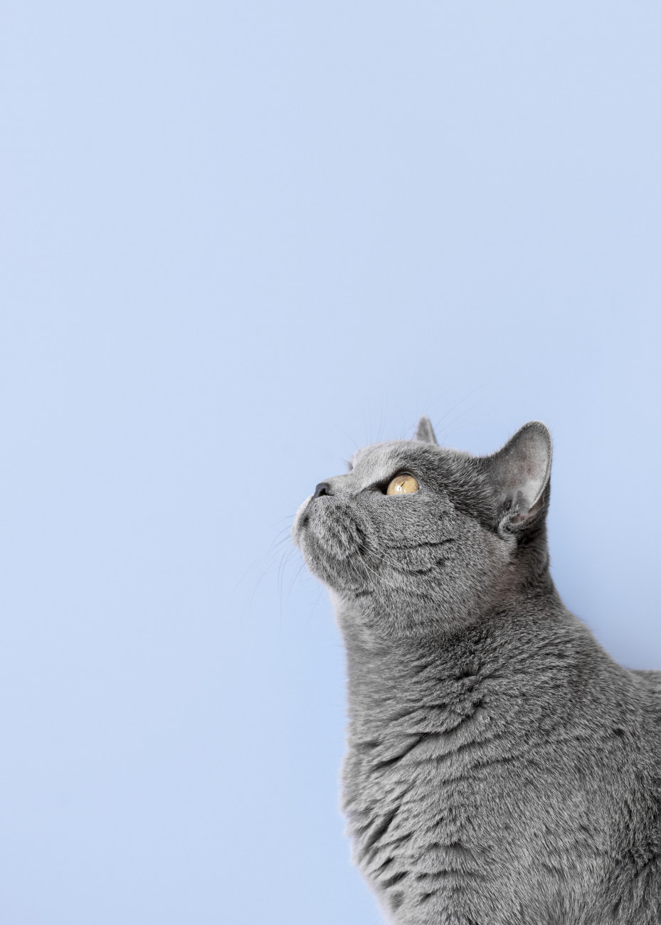 GATO 1