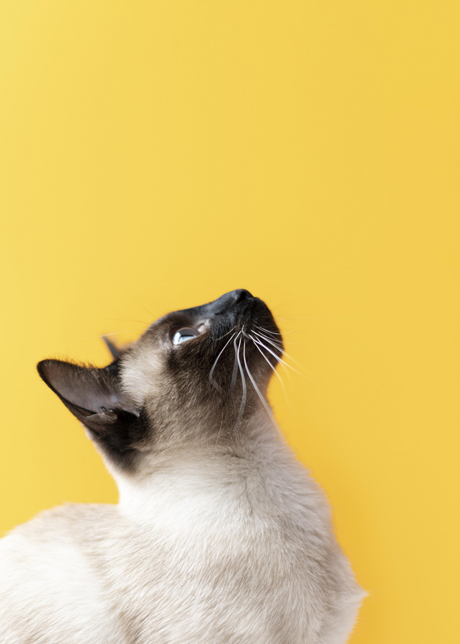 GATO 2