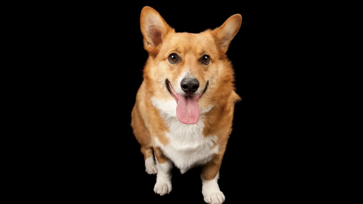 PERRO